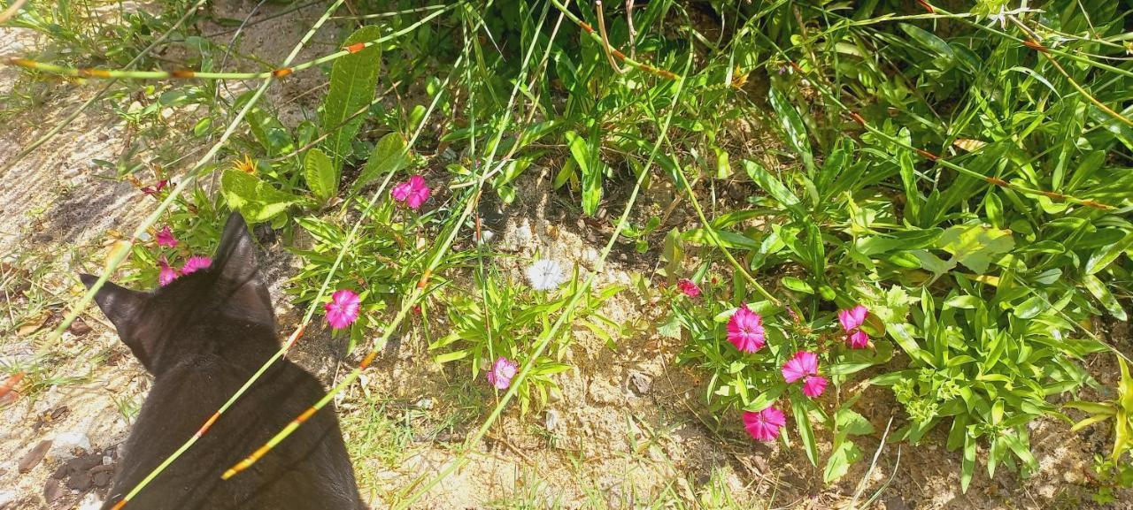 Cat Nap Cottage Bettys Bay Bagian luar foto